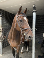 Vente de cheval : Brazil Vimaje
