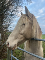 Vente de cheval : Asteria de la petite Nau