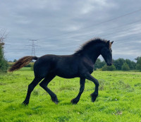 Vente de cheval : FARO DEHAM