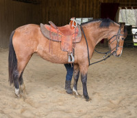 Vente de cheval : Nazareth de Amtuna 