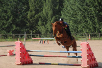 Vente de cheval : Floraci Kap Dumont