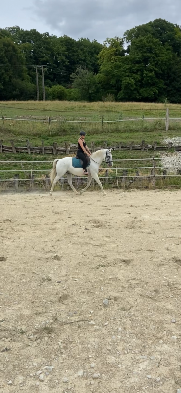 Vente de cheval : Durpazo siglavy elfes