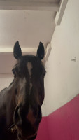 Vente de cheval : Sainte ma