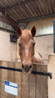 Vente de poney
