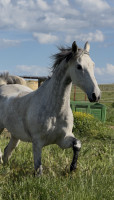 Vente de cheval : Teobri d�Hal Tseu