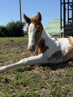Vente de poney