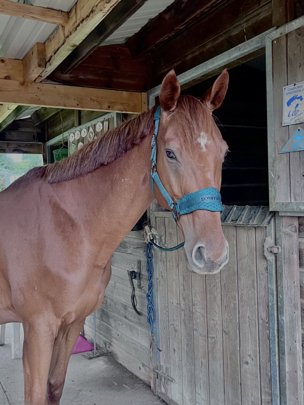 Vente de cheval : Azgedda 