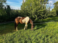 Vente de cheval : Alex Bo Regard