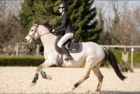 Vente de poney