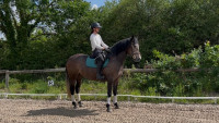 Vente de cheval : Magritt 