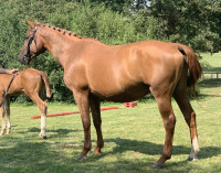 Vente de cheval :  Cara�bes de Semilly
