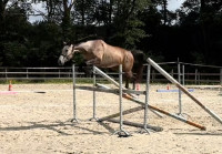Vente de cheval : VERTU DE L'AM