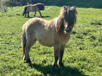 Vente de poney