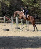 D�bourrage et travail du cheval 