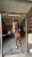 Vente de cheval : Djazz