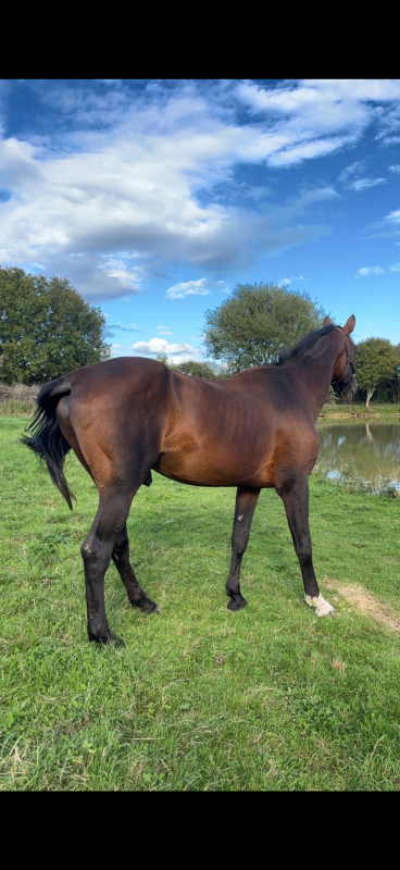 Vente de cheval : Vizir du must 