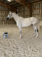 Vente de cheval : Dancing de r�ve 