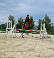 Vente de cheval : Fredo