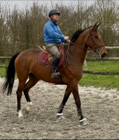 Vente de cheval : LAVIE ESTBELLE DU FEU 