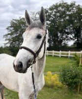 Vente de cheval : Mythique 