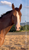 Vente de cheval : Idal de la belle errance 
