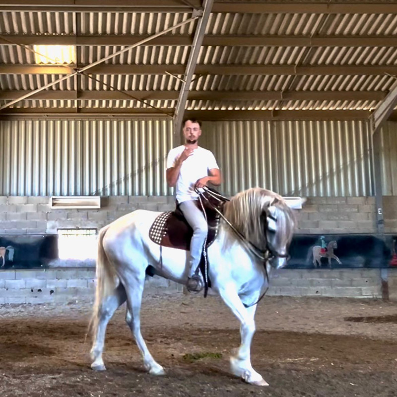 Vente de cheval : Oreo