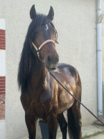 Vente de cheval : Lyvio 