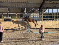 Vente de cheval : Nzel Duverie