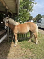 Vente de poney
