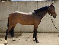 Vente de cheval : Horf�e DJACK