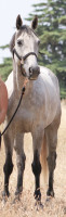 Vente de cheval : Junon Gardiette 