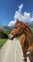 Vente de cheval : Discr�te de sybel