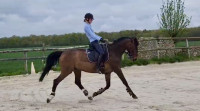 Vente de cheval : Ellington DUKE SPIRIT