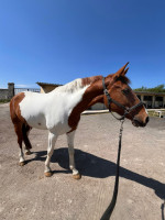 Vente de cheval : Elliot de hyame 