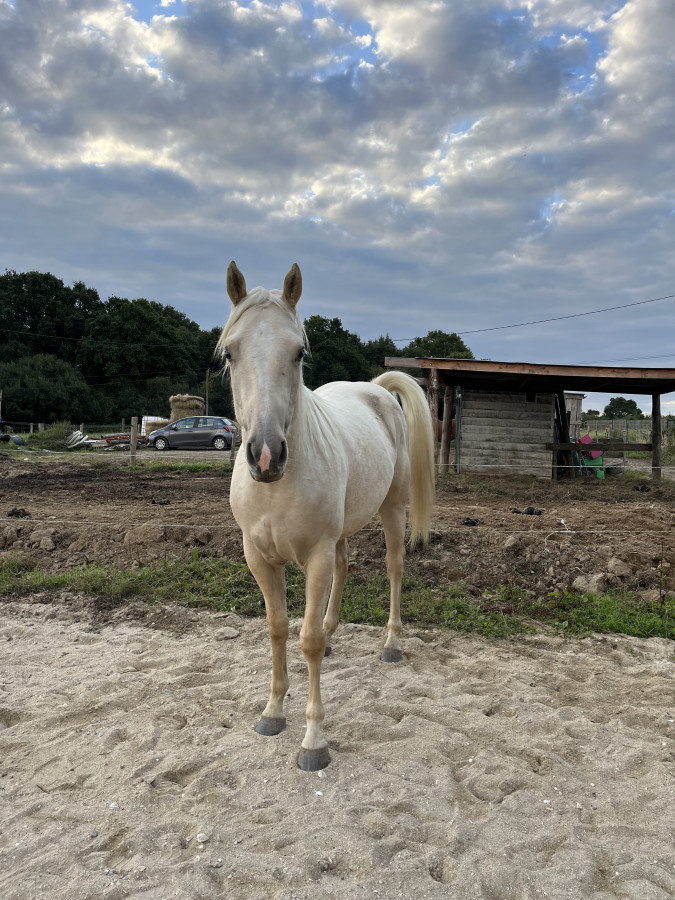 Vente de cheval : Nebraska 