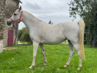 Vente de cheval : Atiqua El Maori