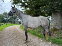 Vente de cheval : Kaya de Gary