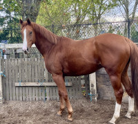 Vente de cheval : Louis 