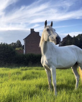 Vente de cheval : Lolita