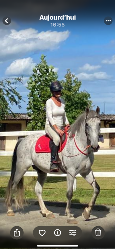 Vente de cheval : Ol