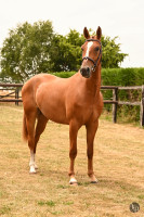 Vente de poney