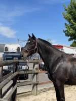 Vente de cheval : Duc de calendes 