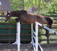 Vente de cheval : Kalypso d'Einalem 