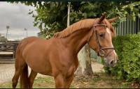 Vente de cheval : Rosalie