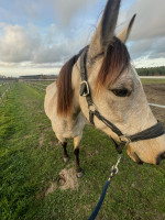 Vente de cheval : Brexa