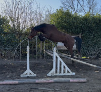 Vente de cheval : NABAB MEDUSA DE MEL Z