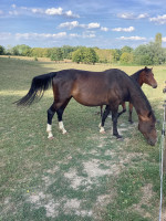 Vente de cheval : Unique