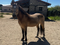 Vente de poney