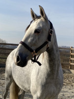 Vente de cheval : Campanera