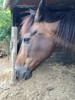Vente de cheval : Honey
